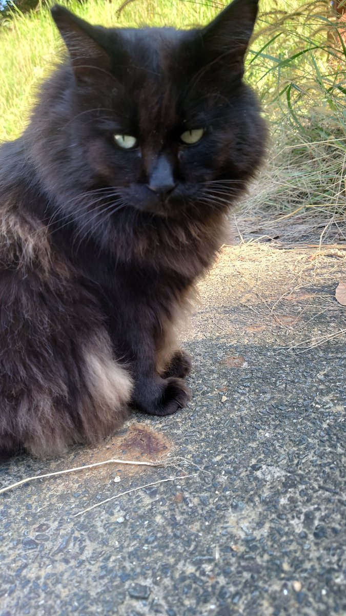 猫おじさん on X