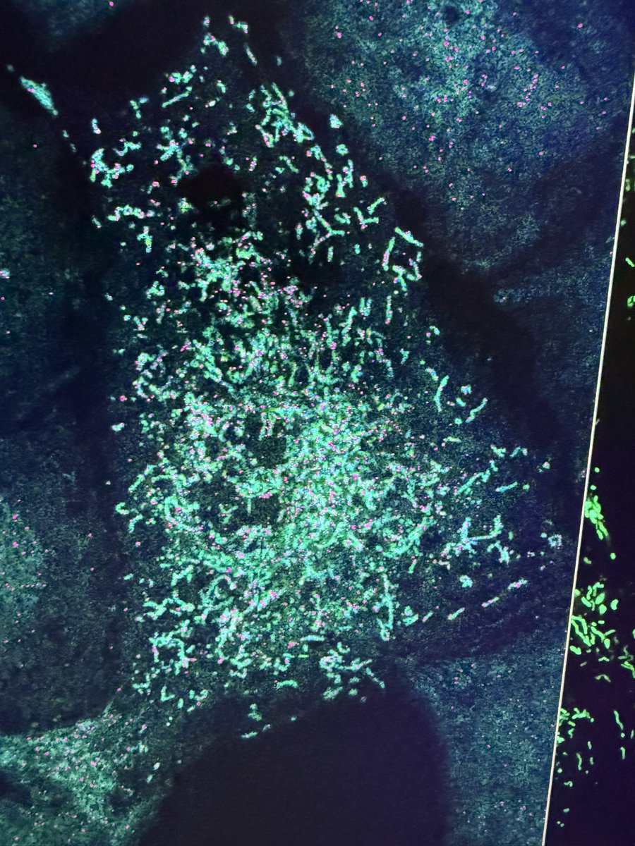 Jason Lee tweet media