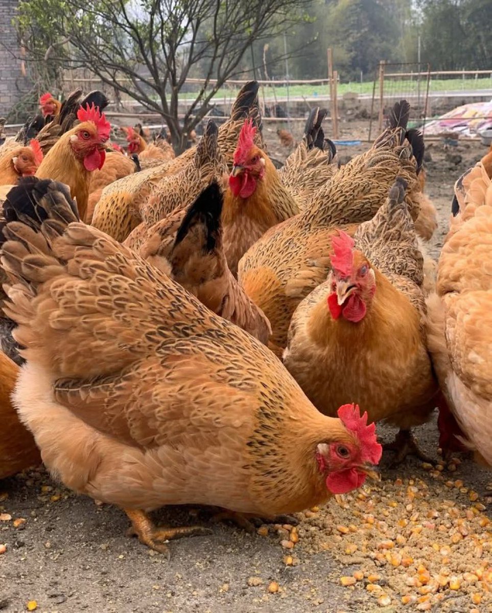 Good feed = Great productivity!  
These hens are proof that proper nutrition boosts health, growth, and egg production. Feed smart, farm better, and let your flock flourish!  

#PoultryFeeding #SmartFarming #FoodForAll