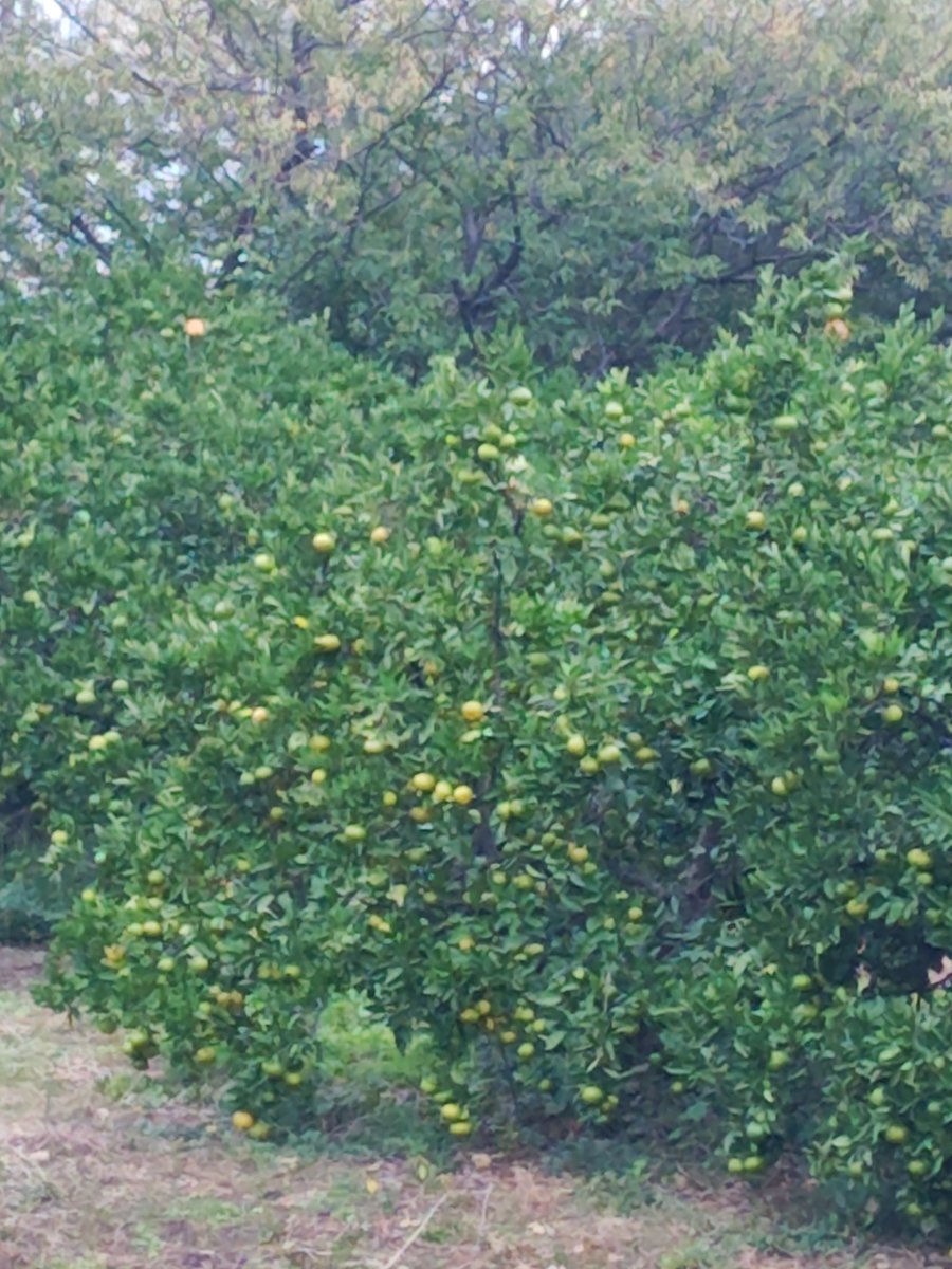 FRUiTS 海外版 phaidon MOST PRODUCTIVE PLOT EVER!? | Farming Simulator 25 - Hutan