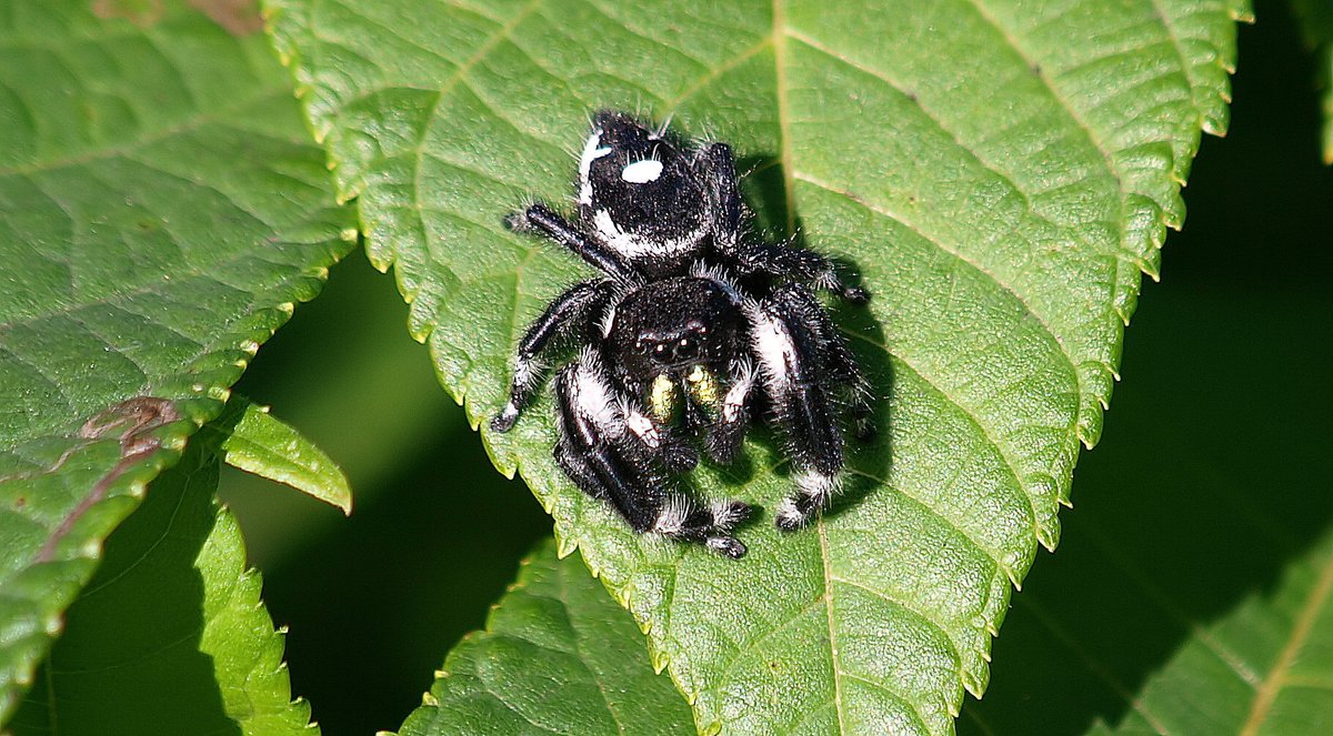 kala61857's tweet image. Staring Contest With A Jumping Spider
It was a bit startling when I looked in the viewfinder, only to find it staring straight back at me.
Bold Jumping Spider (Phidippus audax)
kapturedbykala.com/Insects/i-Jtf7…
#jumpingspider #NaturePhotography #staringcontest #scary #spider #arachnid
