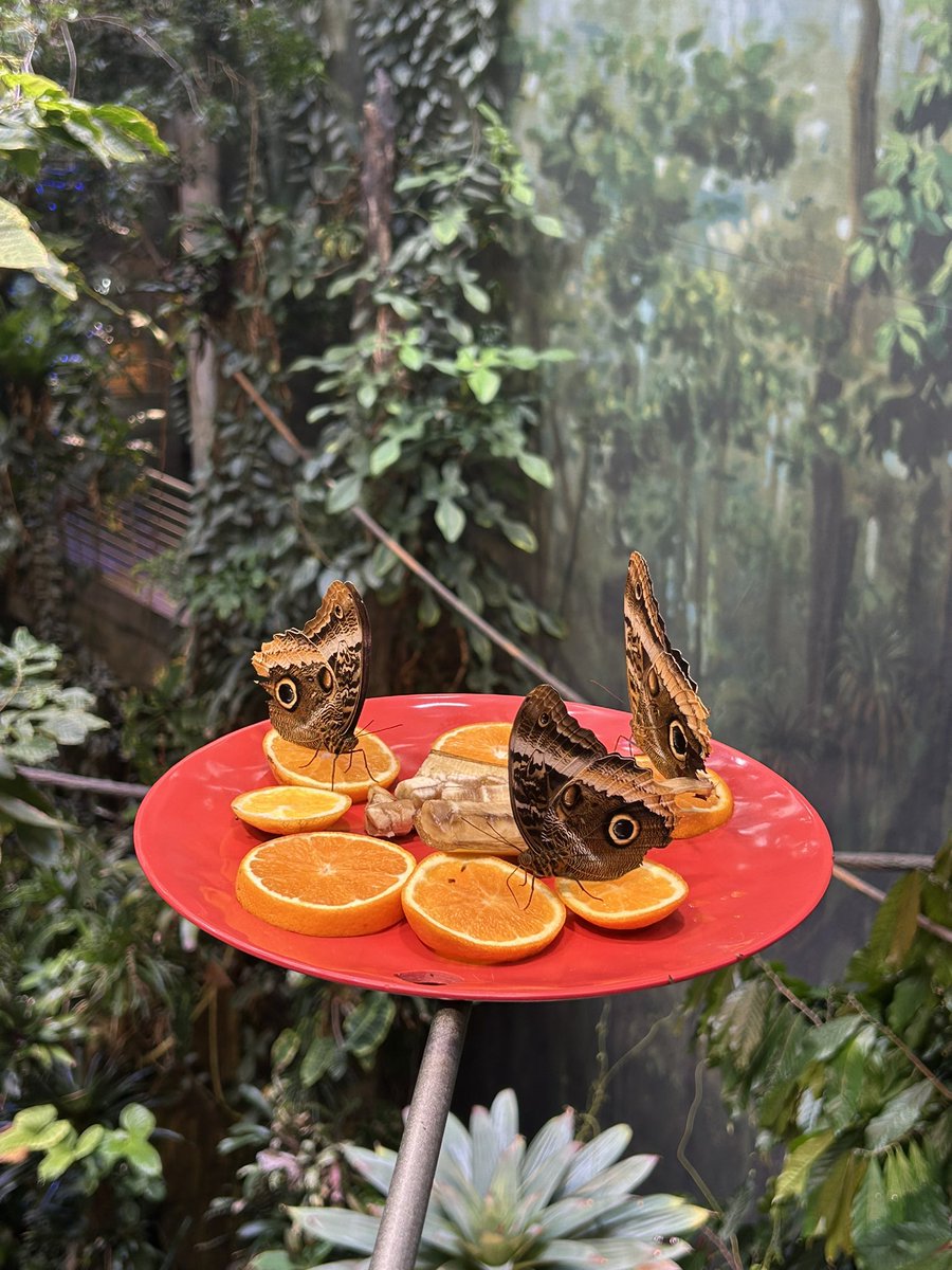 forestgrape's tweet image. 