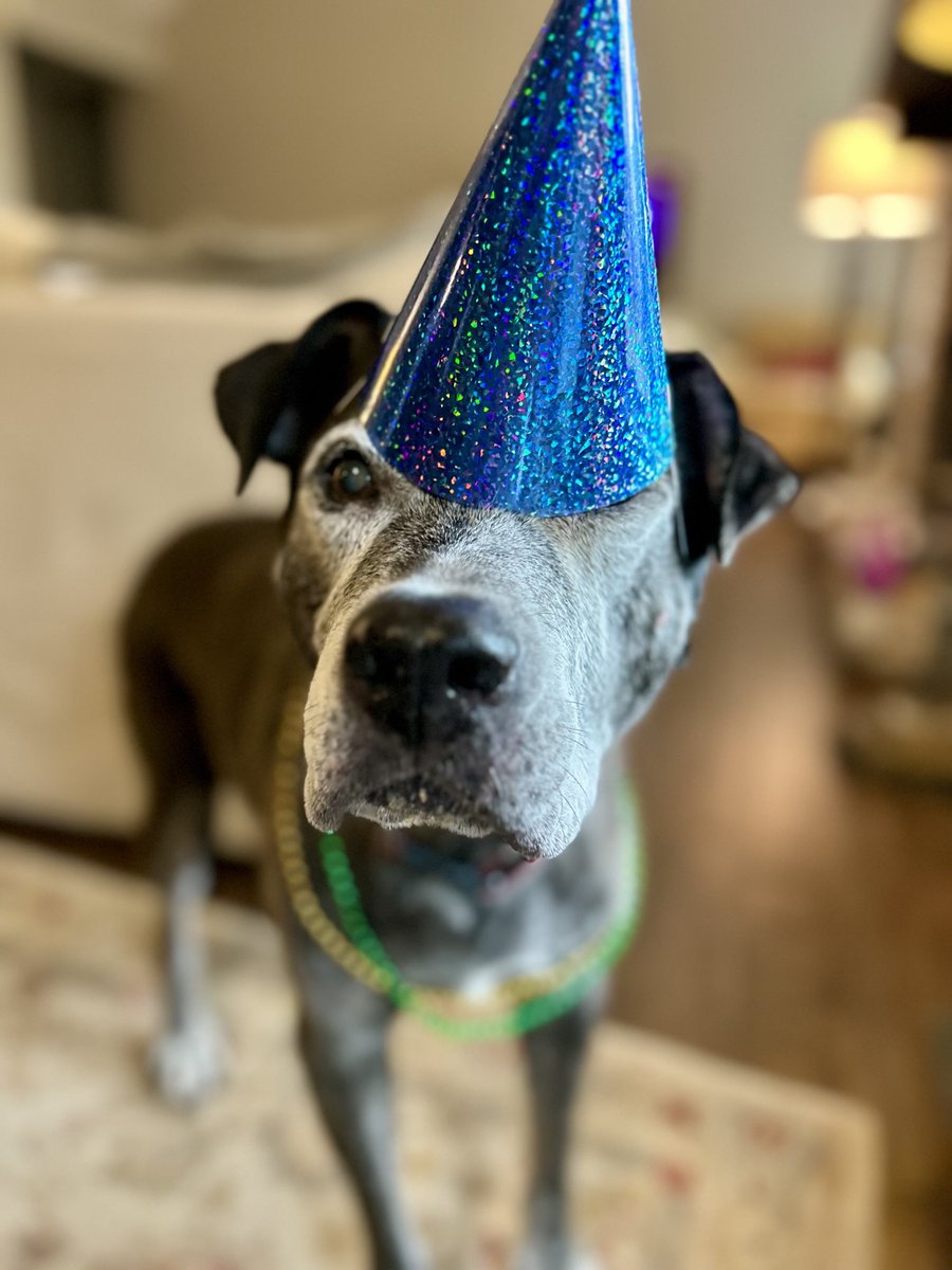 NosaGroup's tweet photo. From my Charlie’s 14th birthday party. He has Cushing and dementia and I just love every stage of his beautiful life. #rescuedog #pitbulllove #plothound https://t.co/Z5t0OJoP2m