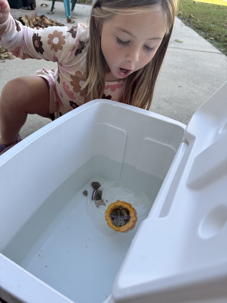 Emersyn had to try out Lindsay Moretti’s tiny pumpkin boats experiment! She LOVED it!

Didn’t have acorns where we are so she used rocks. She made predictions and then tested various fun variables!

Make sure you subscribe to KidLit Grove! kidlitgrove.substack.com

#ScienceIsFun