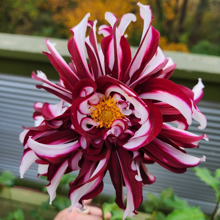 FlutterbyFlora's tweet image. Another Phyllis Diller♥️❤️🤍💚💛