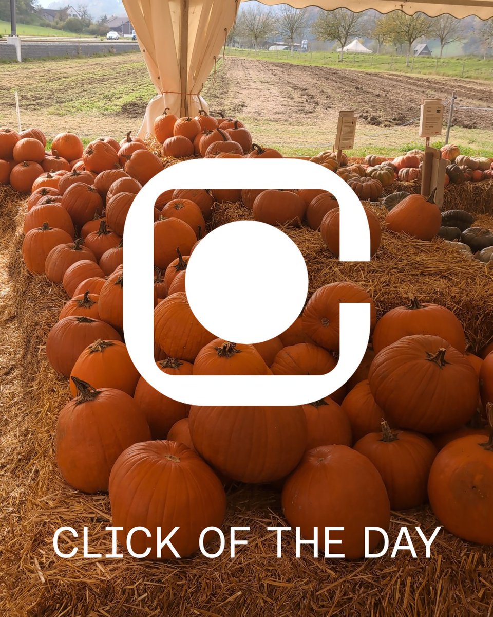 "Only the knife knows what goes on in the heart of a pumpkin."
— Simone Schwarz-Bart

#clickoftheday #clickdeepreals #general #switzerland #friday