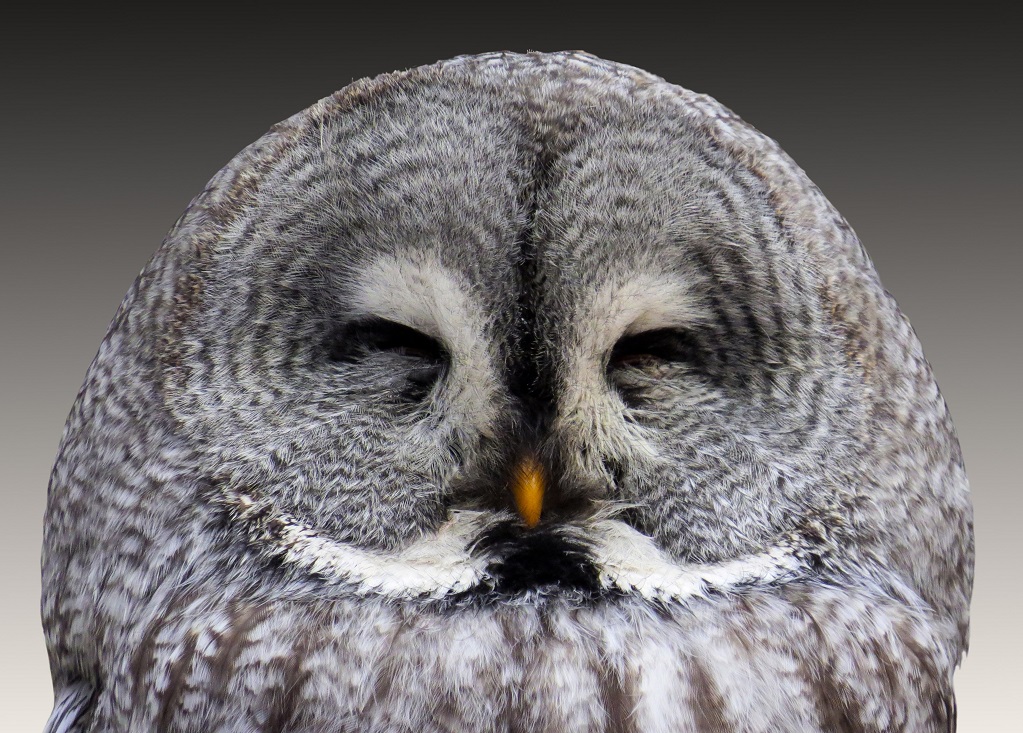 Owl Every Day (@owleveryday) on Twitter photo 