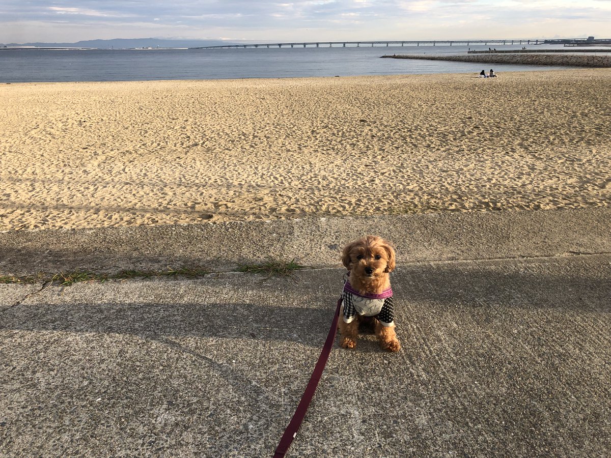 チーフ　カリブ 443DF Variable Tuning Capacitor – KP Components Inc.