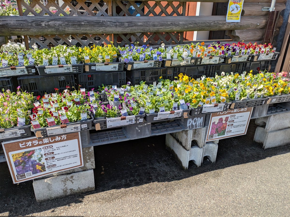 ✴️ かおりかざり ✴️ 中苗 ✴️ ✴️ かおりかざり ✴️ 中苗 ✴️