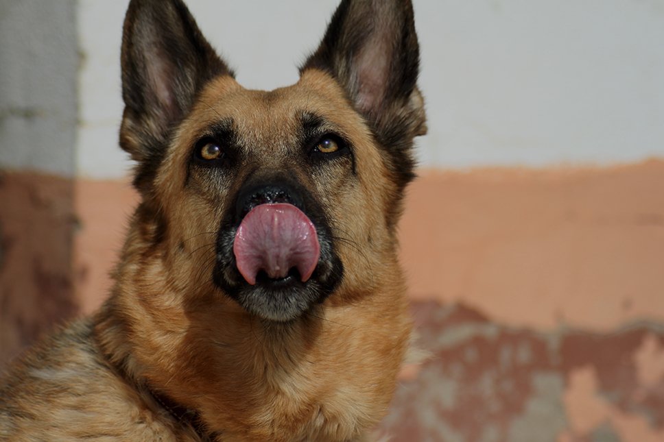 k9ghostsniper tweet media