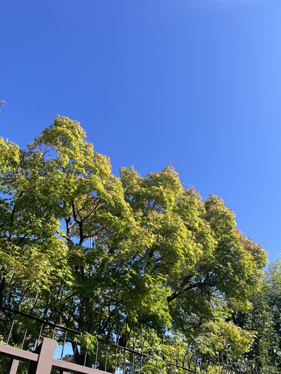 mamo【マーモ】 on X