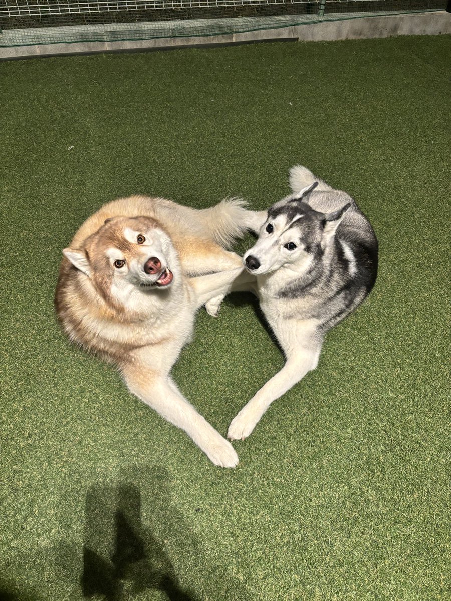 【ザビちゃん】【原画肉筆】ワンちゃん・ハスキー ザビちゃん】【原画肉筆】ワンちゃん・ハスキー