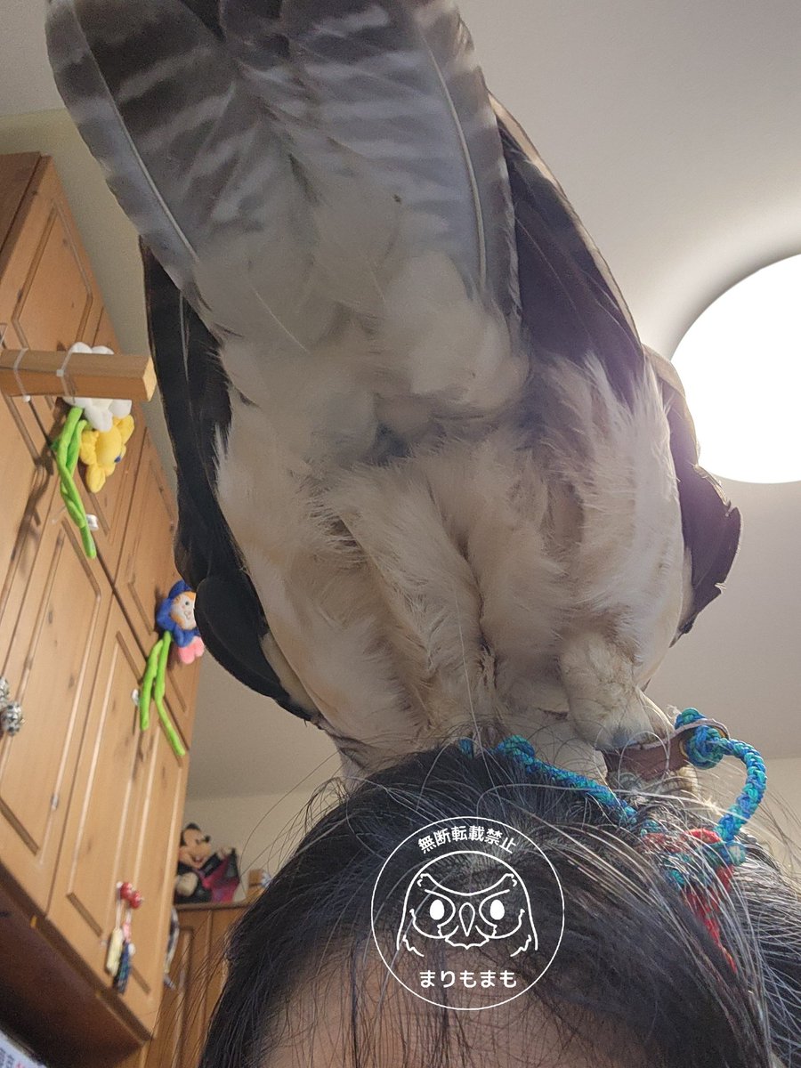 まりもまも (@marimomamo073) / Posts / X