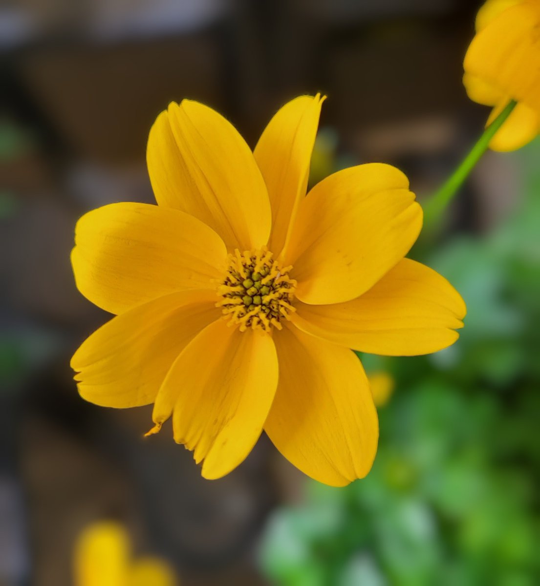 ちゅん Amazon.com: Qty (2) StrongArm 4603 Fits 300ZX 1984 To 1988