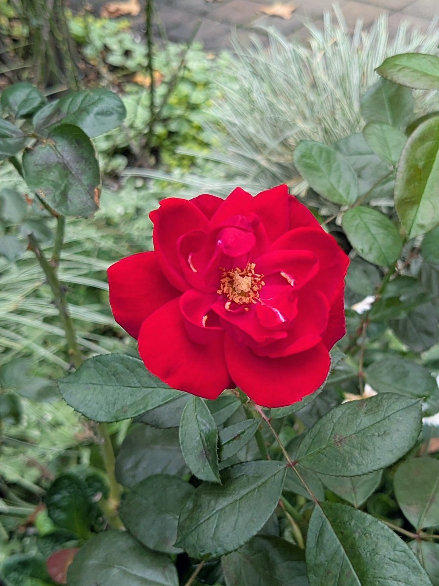 素敵な週末になりますように🌹