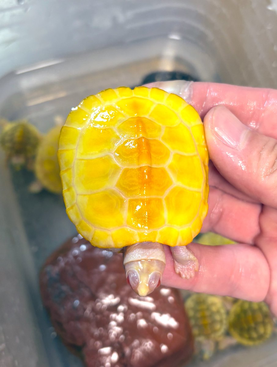 あるぞう (@aaaruzouuu) / Posts / X