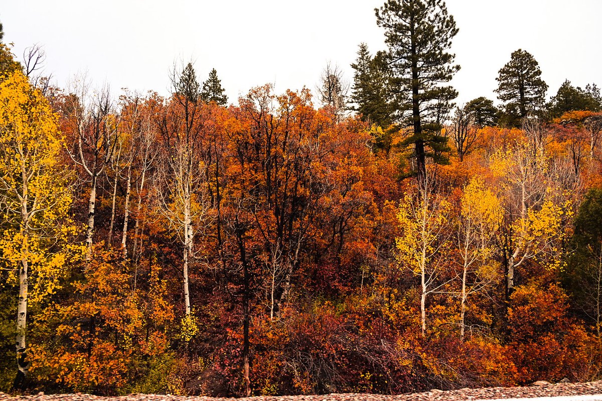 db_persoectives's tweet image. Fall