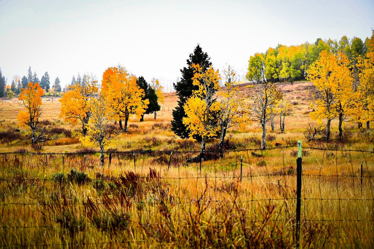 db_persoectives's tweet image. Fall