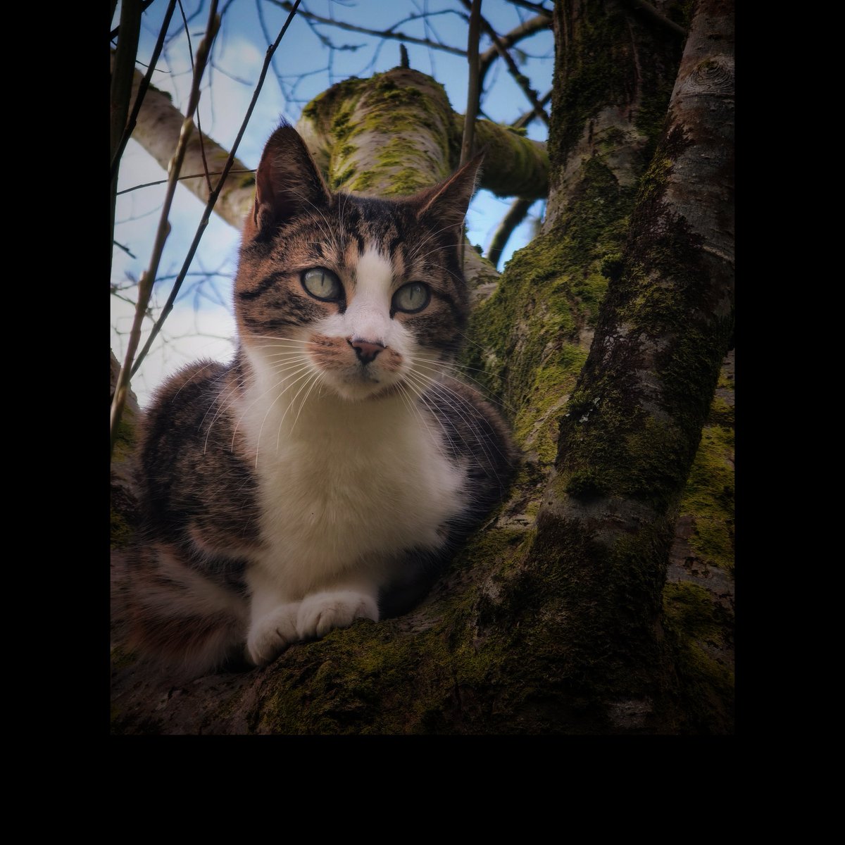 Good Morning and a good #caturday 🐾 #cats and significant others 🤞 🌄 🐾 🍗 ☕ 🌄 #straycats #TNR #NeuterYourCats 🐾 tribeofma.carrd.co ✨ #Fundraiser ✨ 🐈 🐭