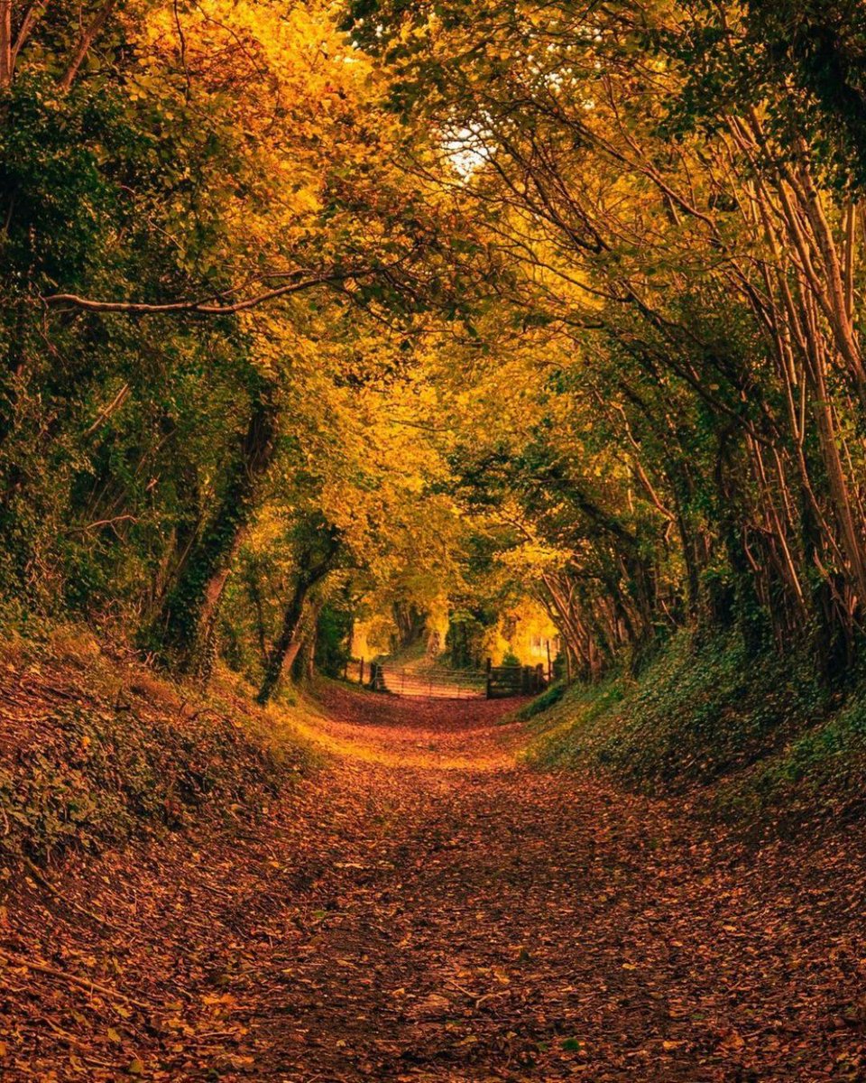 sdnpa's tweet photo. Halnaker tree tunnel is a natural cathedral of colour. 

Once part of the old Roman road, there's no better place to soak up the beauty of the season. 

📷 Mark Rowe

#SouthDowns #AutumnBliss https://t.co/gnXKm4TcLr