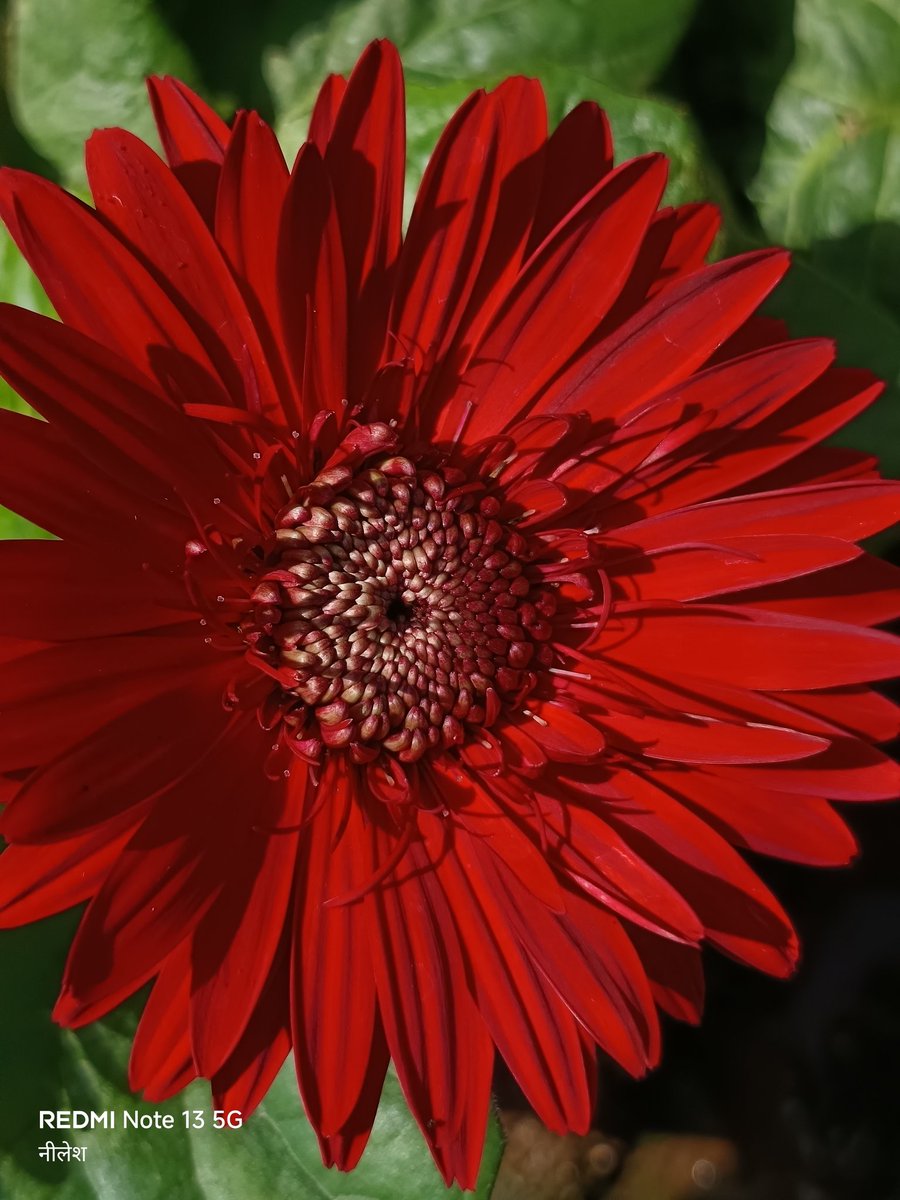niileshraichura's tweet image. Absolutely no filter, no edits, no AI..
सुप्रभात साथियों 🌻
#theme_pic_India_flowers