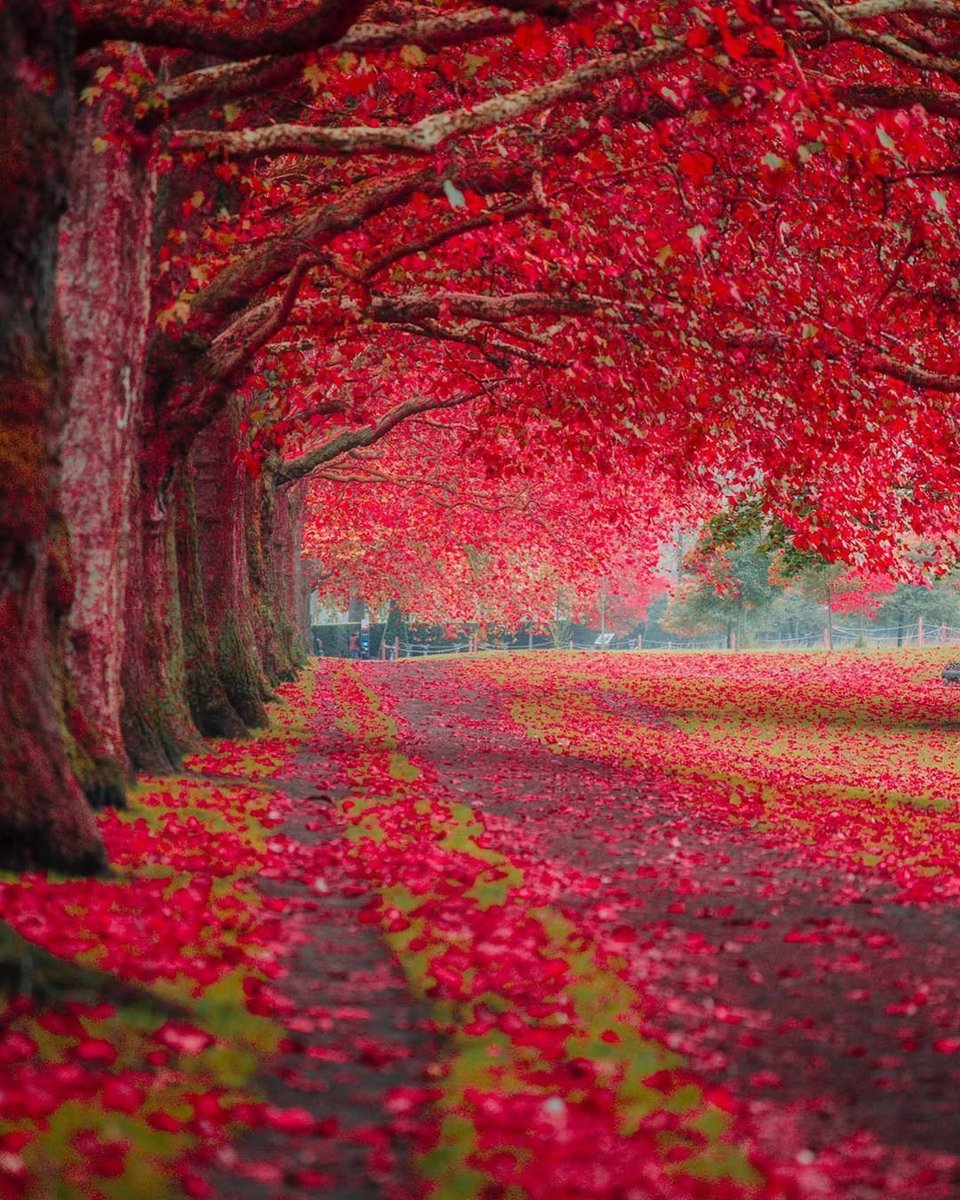 Aesthetics (@aestheticspost_) on Twitter photo 