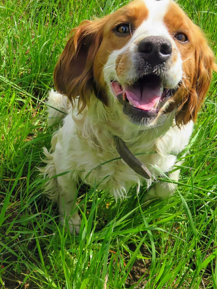 GARanimalrescue's tweet image. Meet Pepe 🌿 A 3-year-old Spaniel rescued from life under a bridge in Greece, now safe, gentle, playful & ready for his forever home 🇬🇷❤️
Fully vaccinated, neutered & microchipped.
Could he be your loyal companion?
📧 rehoming@greekanimalrescue.com
📞 07795 170222
#Spaniel