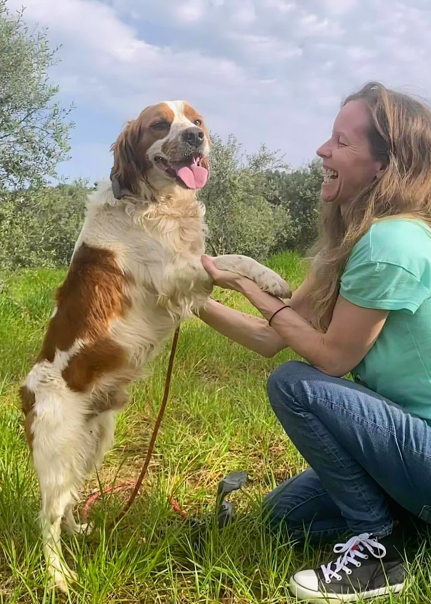 GARanimalrescue's tweet image. Meet Pepe 🌿 A 3-year-old Spaniel rescued from life under a bridge in Greece, now safe, gentle, playful & ready for his forever home 🇬🇷❤️
Fully vaccinated, neutered & microchipped.
Could he be your loyal companion?
📧 rehoming@greekanimalrescue.com
📞 07795 170222
#Spaniel