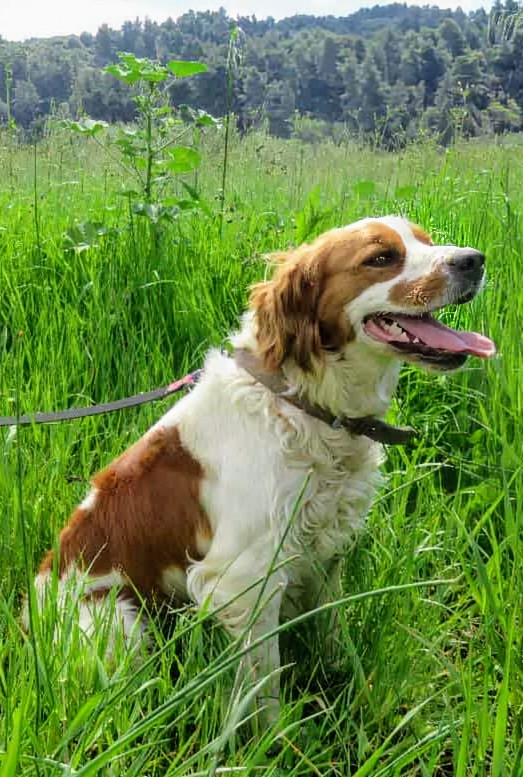 GARanimalrescue's tweet image. Meet Pepe 🌿 A 3-year-old Spaniel rescued from life under a bridge in Greece, now safe, gentle, playful & ready for his forever home 🇬🇷❤️
Fully vaccinated, neutered & microchipped.
Could he be your loyal companion?
📧 rehoming@greekanimalrescue.com
📞 07795 170222
#Spaniel