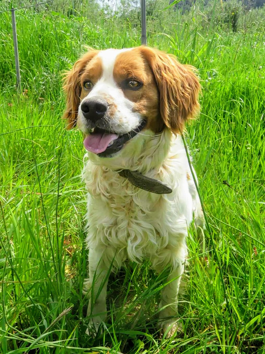 GARanimalrescue's tweet image. Meet Pepe 🌿 A 3-year-old Spaniel rescued from life under a bridge in Greece, now safe, gentle, playful & ready for his forever home 🇬🇷❤️
Fully vaccinated, neutered & microchipped.
Could he be your loyal companion?
📧 rehoming@greekanimalrescue.com
📞 07795 170222
#Spaniel