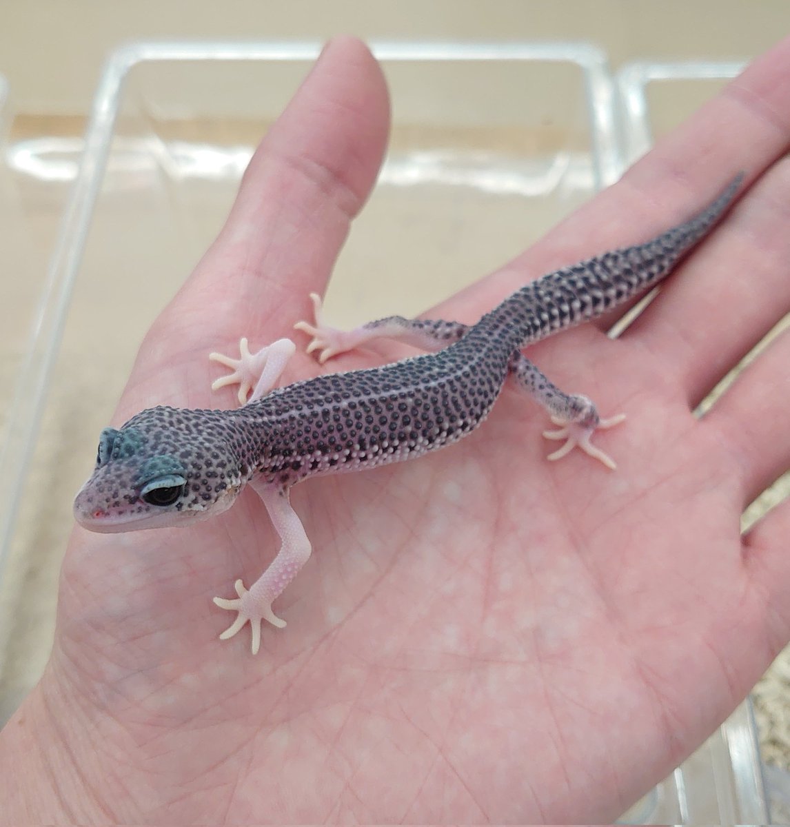 爬虫類クラブJ千代田店【公式】【爬虫類倶楽部】【ハチクラ 】 on X