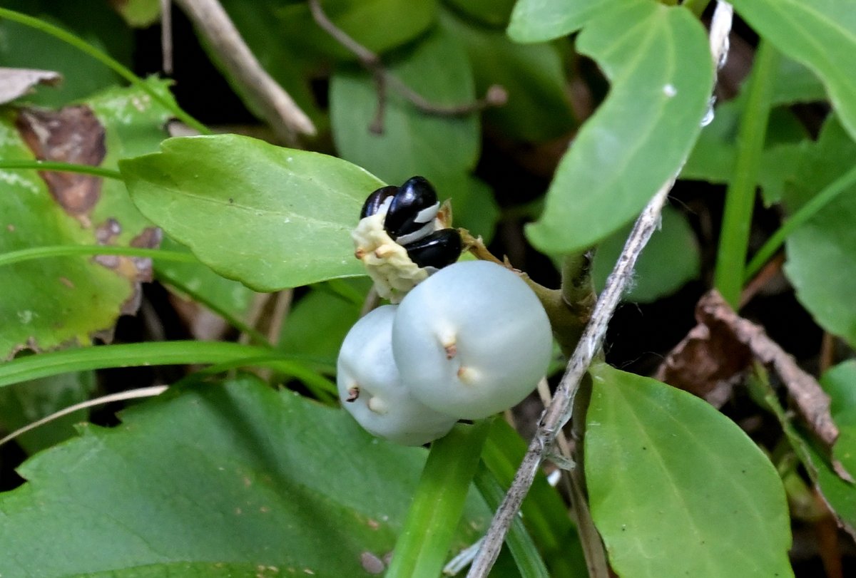 bobioヤマモミジ LIMI feu x Maison MIHARA YASUHIRO Pointed Sneakers(23 White