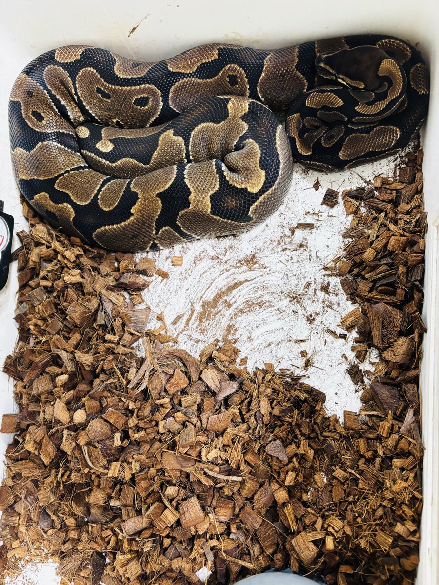 choco_python's tweet image. æŒéã®ãã§ã³ðžã¯ã©ããããšãªããããªã®ã§åŸã§ã±ãŒãžãæé€ããŠãããããªððâïž
ãã®ä»£ãã仿¥ã¯éŠã«å·»ããã«å¥ã®ã±ãŒã¹ã«éã蟌ããŠãããŸãðð
(*ÂŽèž`)ïŸïŸïŸïŸïŸïŸïŸïŸïŸïŸ
ãããã©ãåã®å¿ã®å·ã¯ãŸã æ¶ããªãâŠð
(&gt;ïž¿&lt;)ð©¹ðžðç¶âŠ