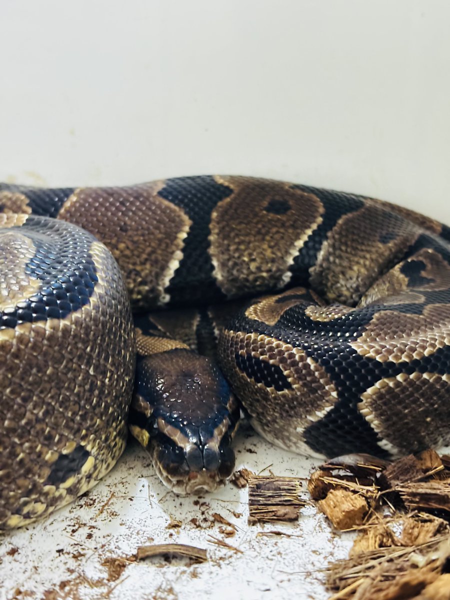 choco_python's tweet image. æŒéã®ãã§ã³ðžã¯ã©ããããšãªããããªã®ã§åŸã§ã±ãŒãžãæé€ããŠãããããªððâïž
ãã®ä»£ãã仿¥ã¯éŠã«å·»ããã«å¥ã®ã±ãŒã¹ã«éã蟌ããŠãããŸãðð
(*ÂŽèž`)ïŸïŸïŸïŸïŸïŸïŸïŸïŸïŸ
ãããã©ãåã®å¿ã®å·ã¯ãŸã æ¶ããªãâŠð
(&gt;ïž¿&lt;)ð©¹ðžðç¶âŠ