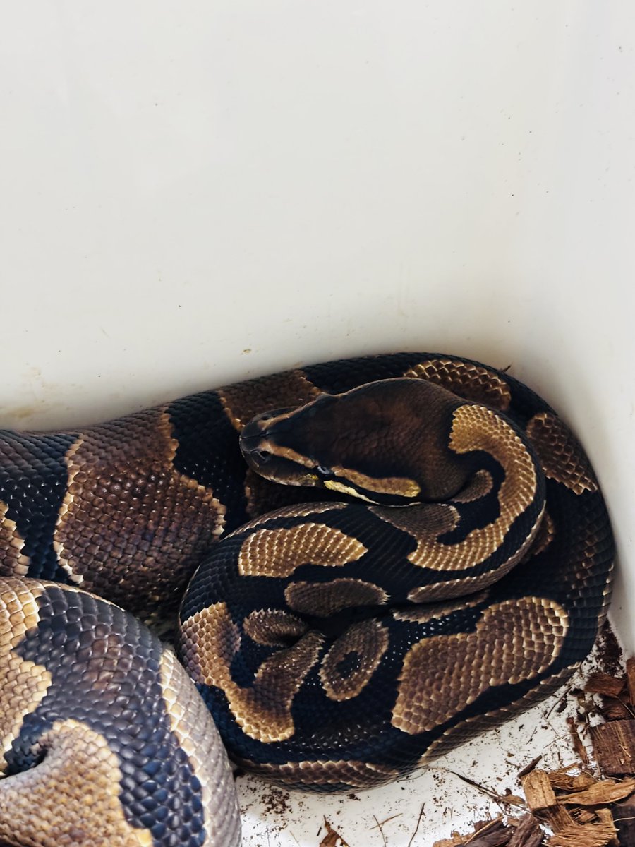 choco_python's tweet image. æŒéã®ãã§ã³ðžã¯ã©ããããšãªããããªã®ã§åŸã§ã±ãŒãžãæé€ããŠãããããªððâïž
ãã®ä»£ãã仿¥ã¯éŠã«å·»ããã«å¥ã®ã±ãŒã¹ã«éã蟌ããŠãããŸãðð
(*ÂŽèž`)ïŸïŸïŸïŸïŸïŸïŸïŸïŸïŸ
ãããã©ãåã®å¿ã®å·ã¯ãŸã æ¶ããªãâŠð
(&gt;ïž¿&lt;)ð©¹ðžðç¶âŠ