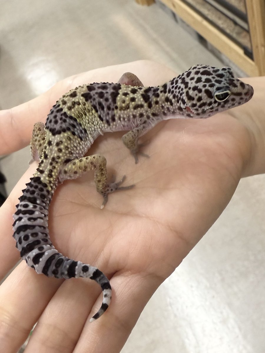 ヒカゲページ 日影©(ﾋｶｹﾞﾁｬﾝ)@ｸﾞﾙ-ﾌﾟ展大成功！ on X