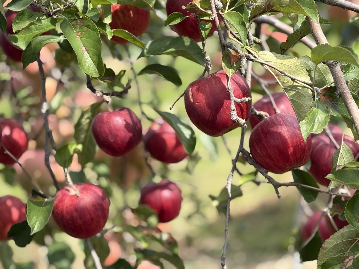 mbbkit1's tweet image. りんご狩り🍎
#12期バスツアー