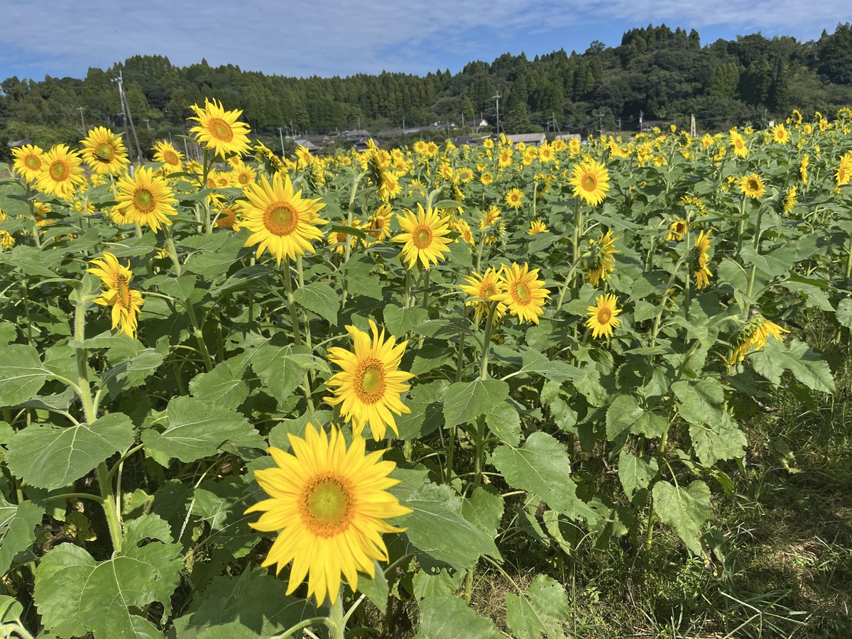 ひまわりページ ひまわりページ ひまわりページ Amazon.co.jp: ZXHYWYM ひまわり