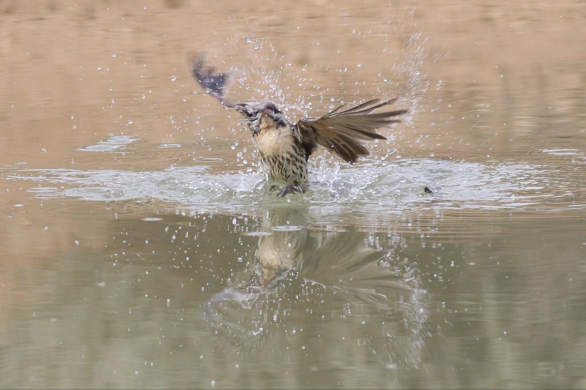 Shaking it all about..!! A Spiny-cheeked Honeyeater having a dip in the dam. #birds #brucebirdlife