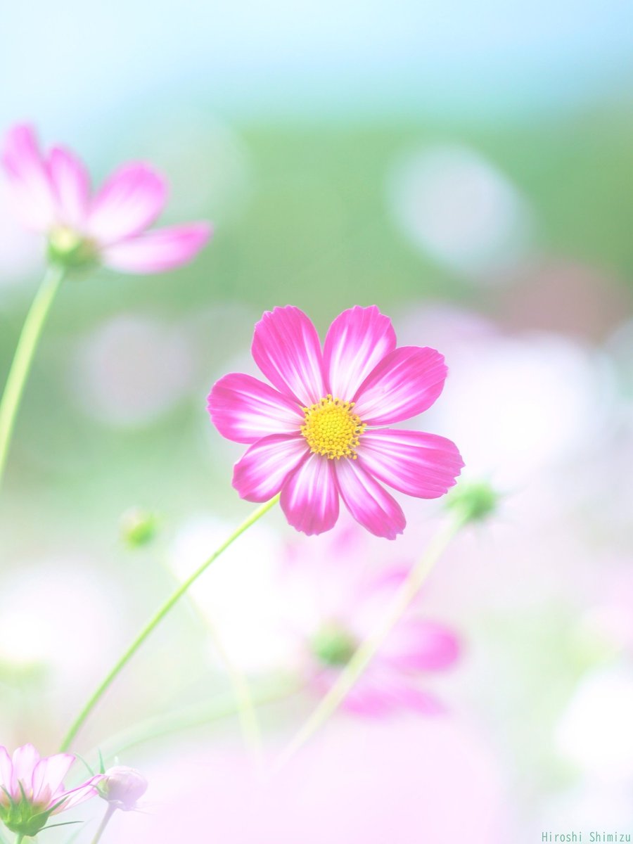 Hiroshi.Shimizu.Yozakura on X