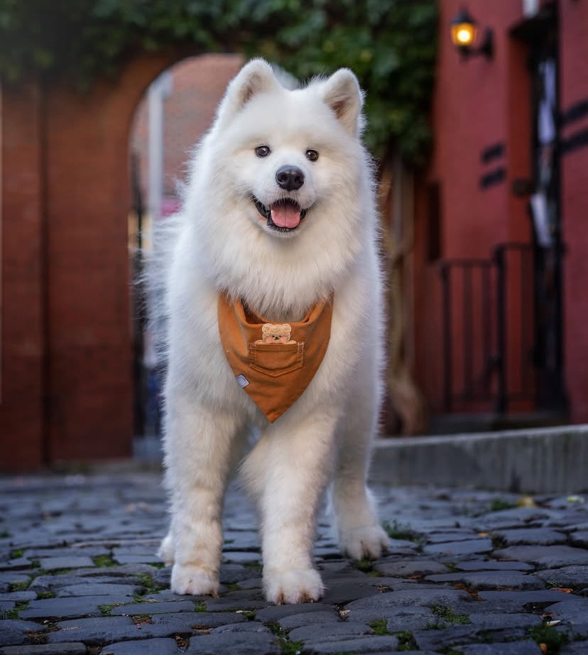 Loook at how cute $lumi is 😍