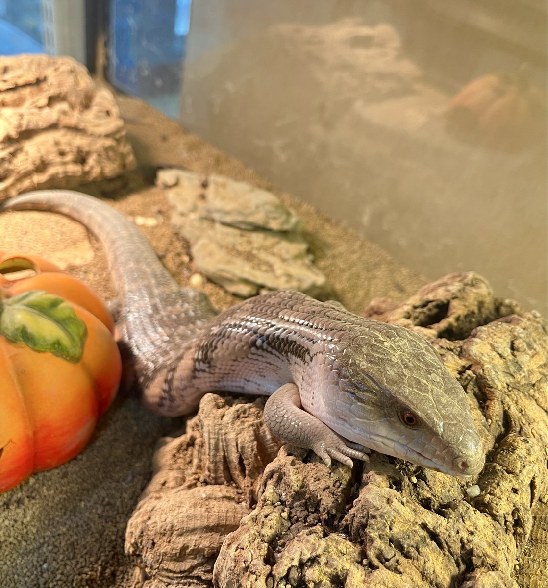 パキプス亀 爬虫類・両生類専門店レプティリカス on X