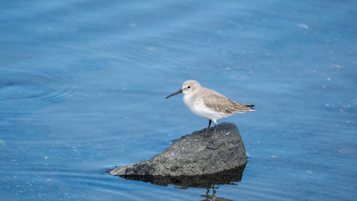 バンビー小鹿 バンビの剥製 小鹿 本物 美品 - メルカリ