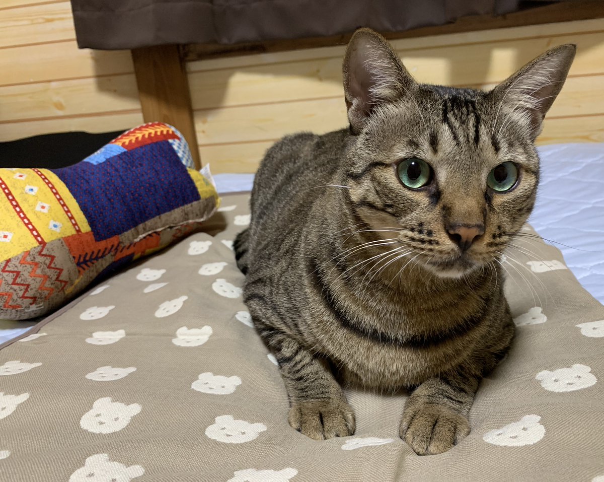 キジトラのヒメSHOP♕ページ（作成中） キジトラのヒメSHOP♕ページ（作成中） キジトラのヒメSHOP