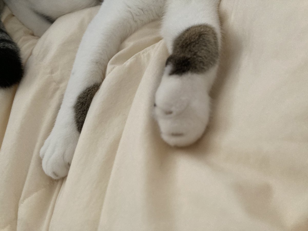 猫図鑑 tweet media