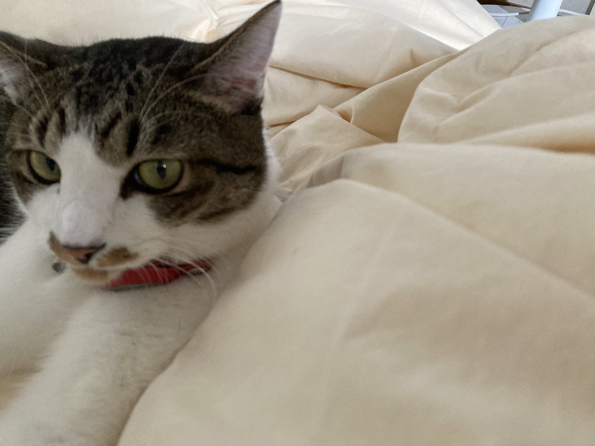 猫図鑑 tweet media