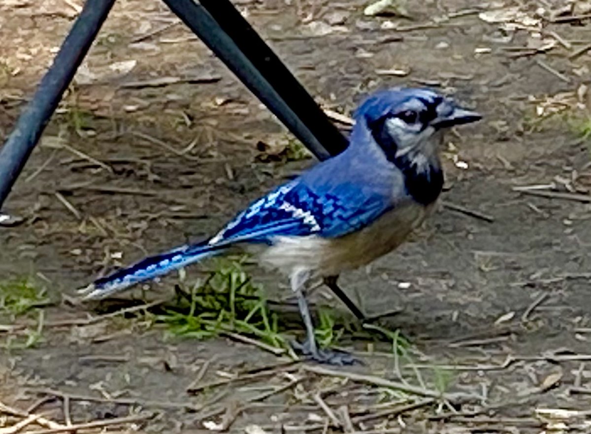 Lu Korte (@homewithlu) on Twitter photo 