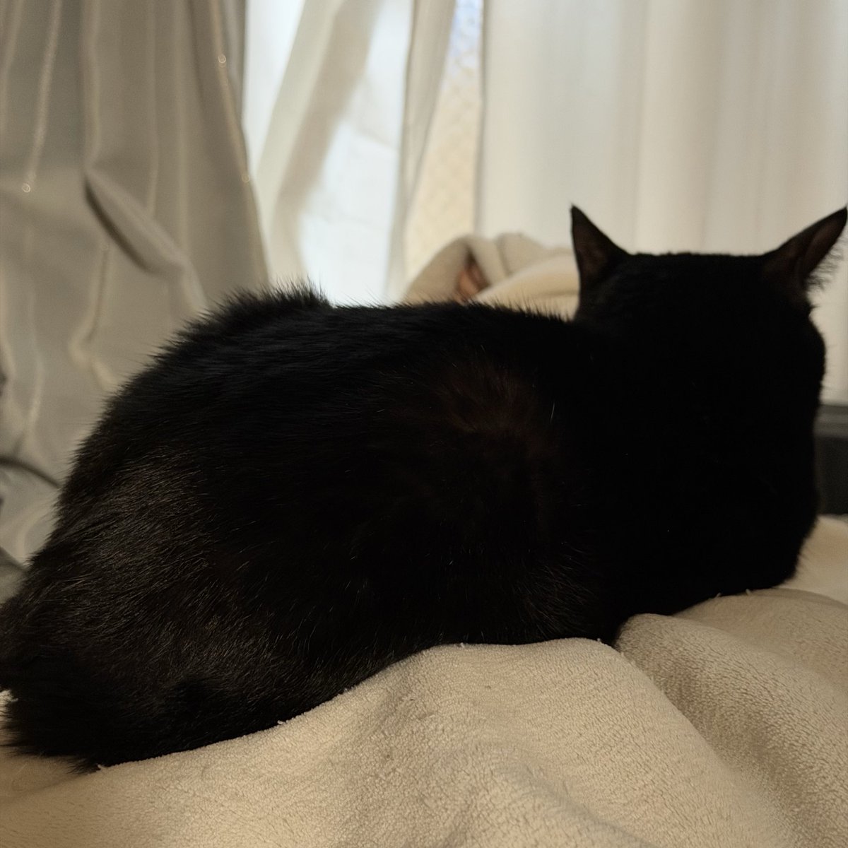 黒猫　38 黒猫B 振り向く黒猫 - 桜猫 Sakura Cats