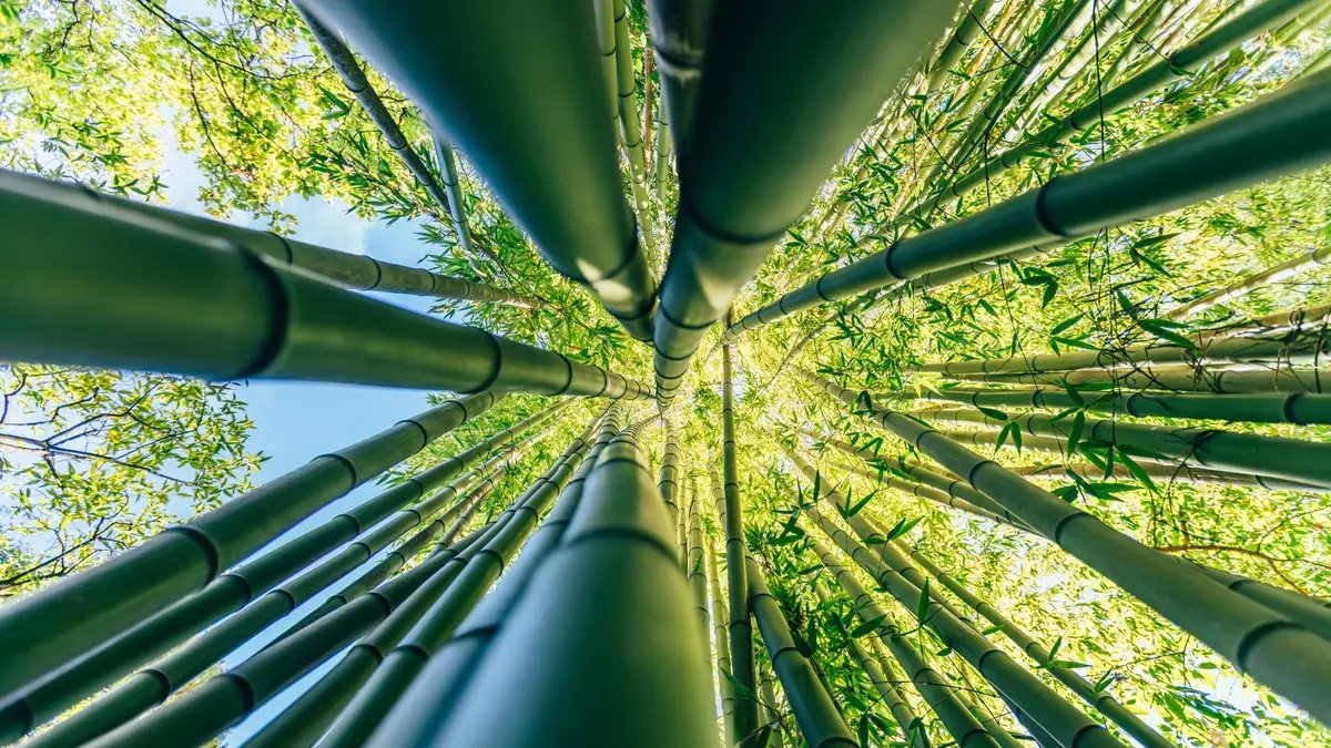 jacksonhinklle's tweet image. 🚨🇨🇳 BREAKING: China Created Bamboo Plastic As Strong As Petroleum Plastic, Fully Biodegradable In Only 50 Days