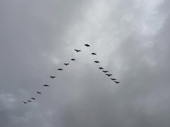 LabudaDavid's tweet image. The picture below shows a flock of Canadian Geese migrating.  They always fly in a Large V formation and one leg of the formation is always longer than the other one.  Do you know why that is?   Take a WILD Goose Guess if you don&apos;t know . . .
